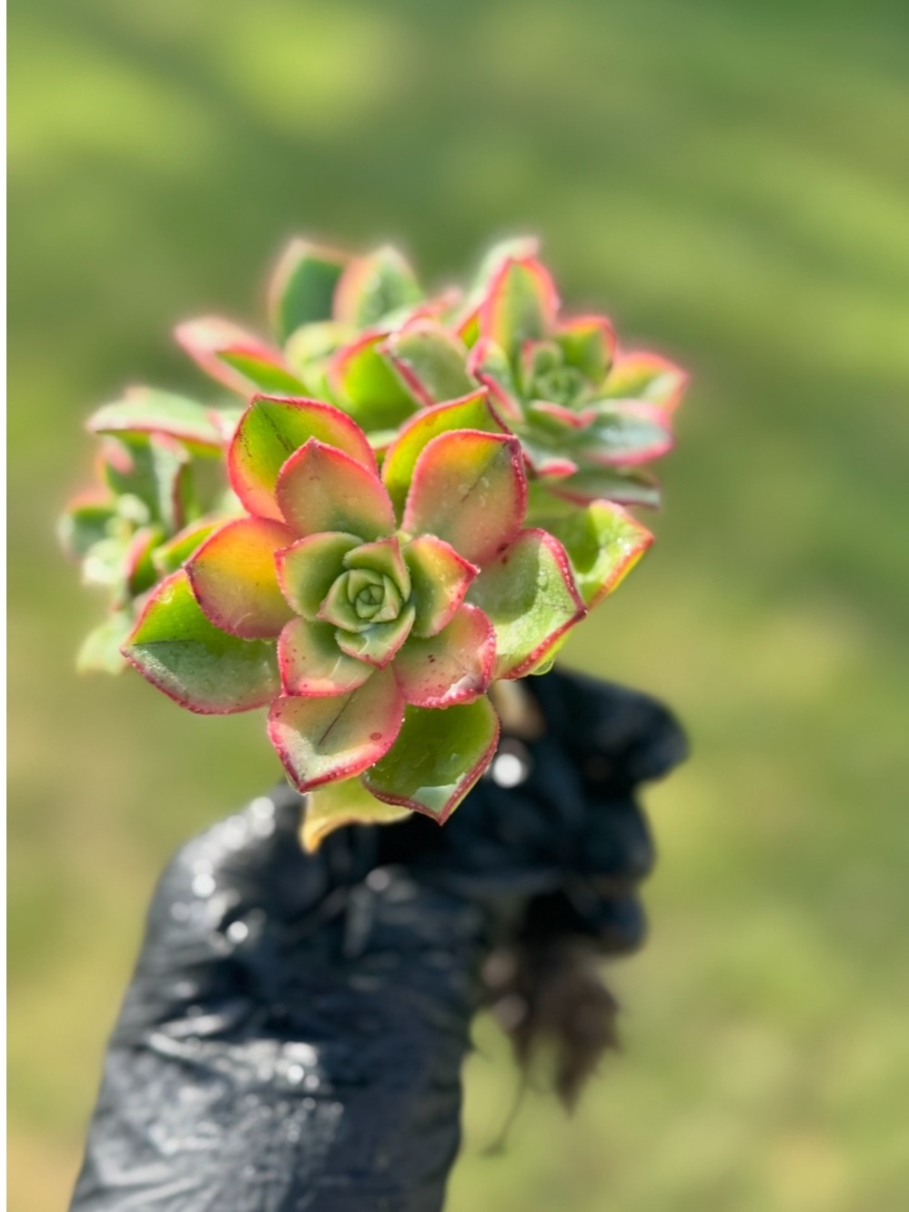 Aeonium "Kiwi"  Succulent Plant - Picture 3 of 17